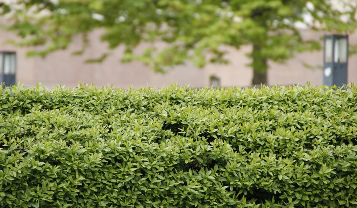 Choosing a Tree for Chalky or Alkaline Soil