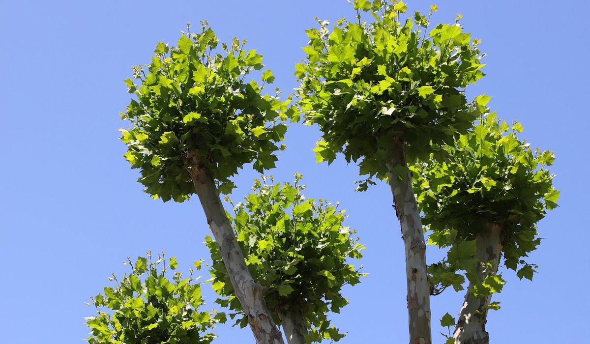 Creating a Wildlife Hedge with Native Species