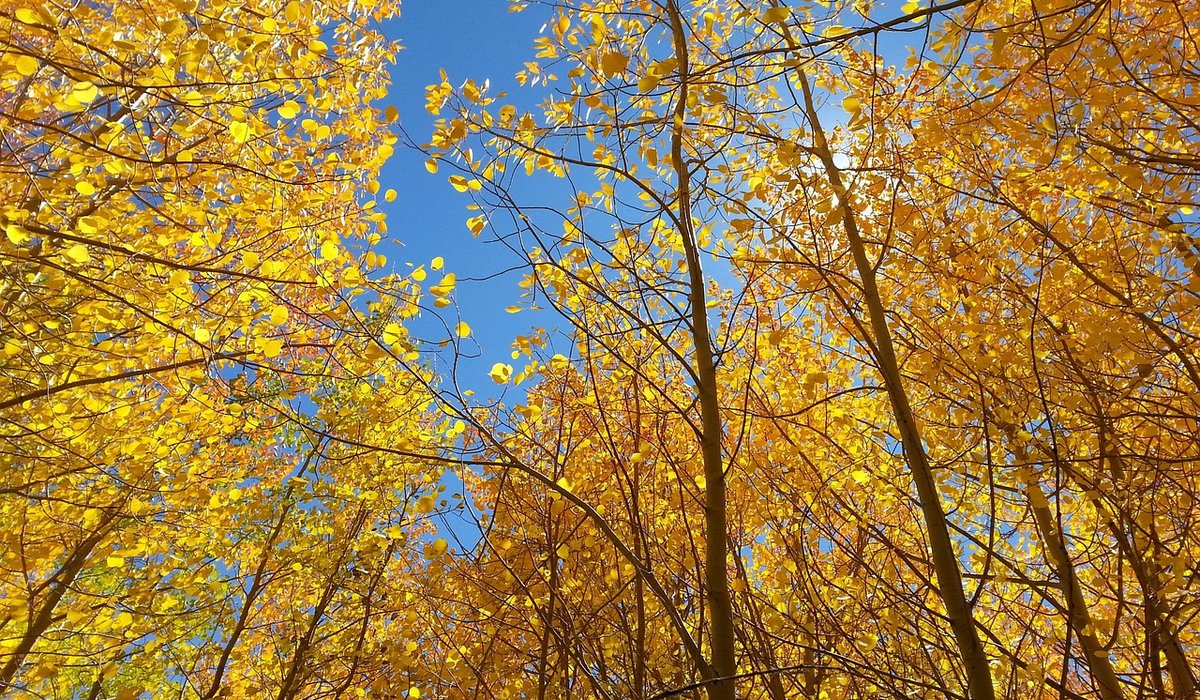How to Plant a Bare-Root Tree in Autumn