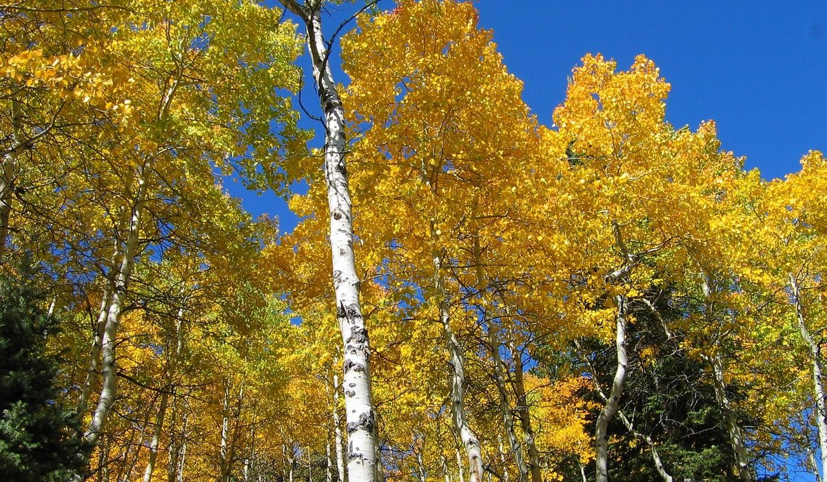 Mulching Trees to Retain Moisture and Suppress Weeds