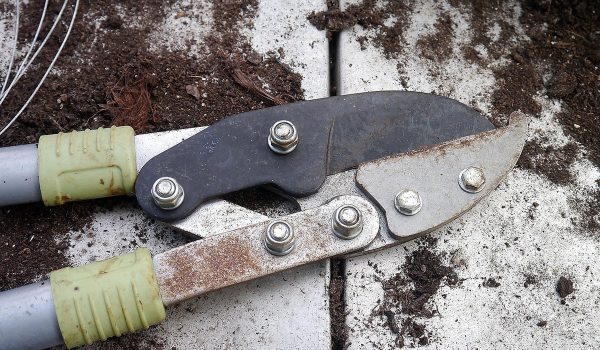 Planting Under Trees with Shade-Tolerant Perennials