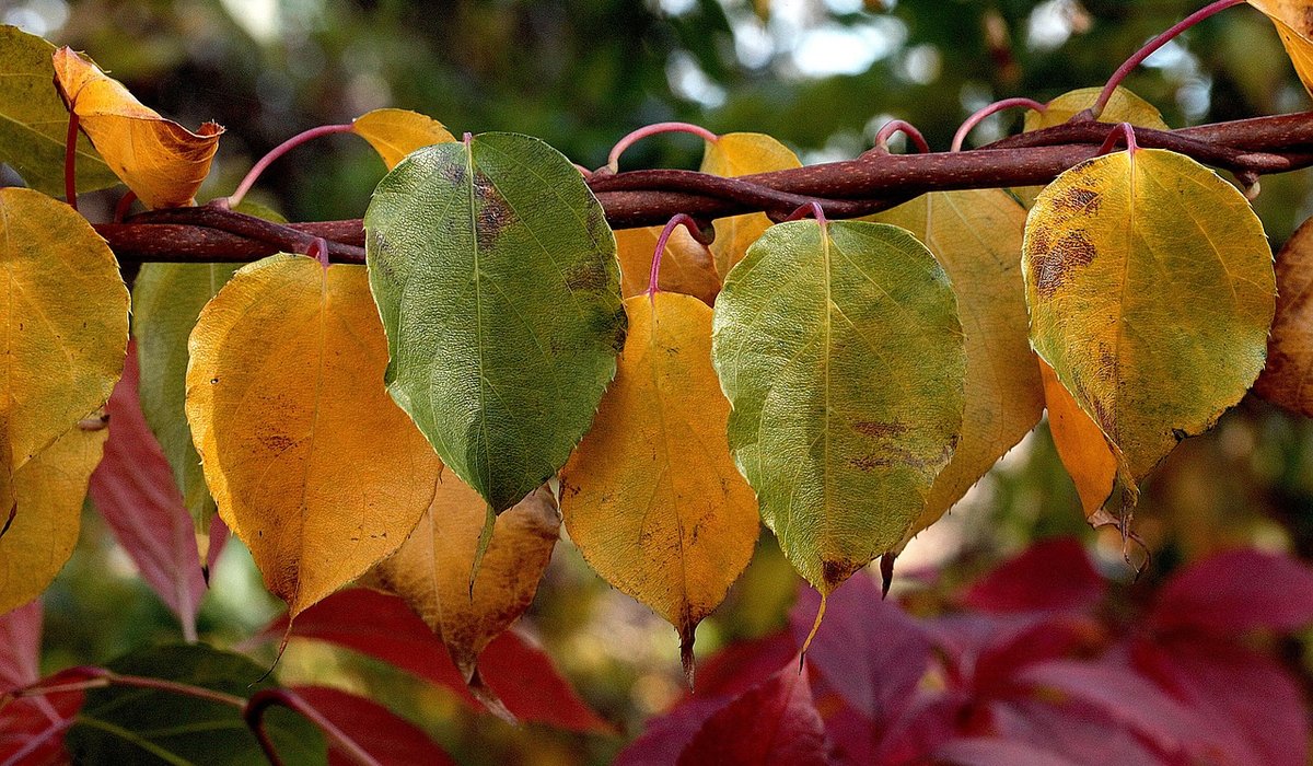 Pruning Apple Trees for Healthy Fruit and Shape