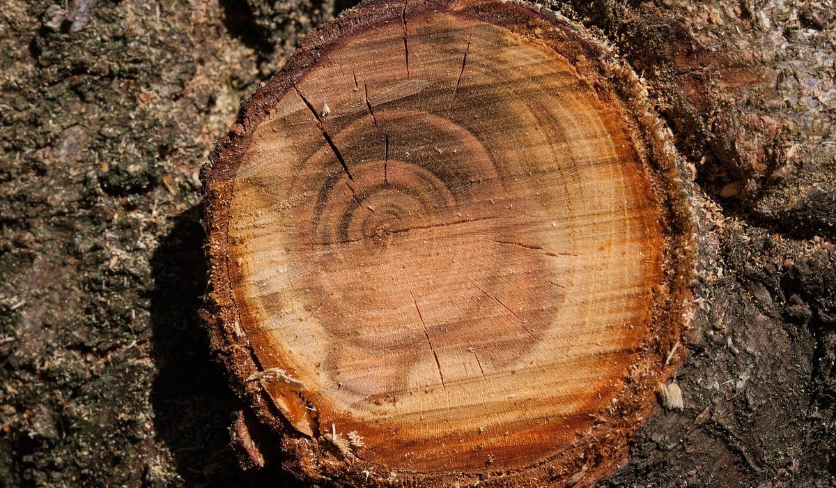 Recognising Common Pests on Garden Trees