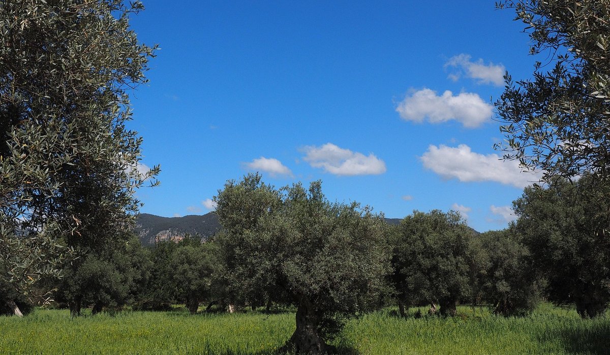 Training Fruit Trees as Espaliers Against Walls
